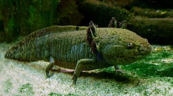 250px-Axolotl_ganz.jpg
