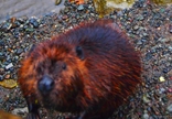 P1010662-crop.jpg