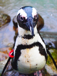 P1010665-crop.jpg