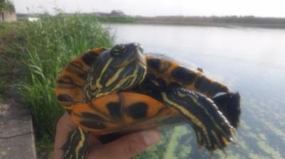 カメ