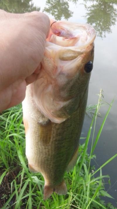 48cm